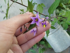 Solanum dulcamara