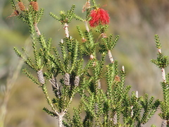 Melaleuca sparsa
