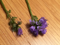 Veronica regina-nivalis