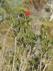 Melaleuca sparsa
