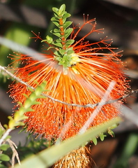 Melaleuca sparsa