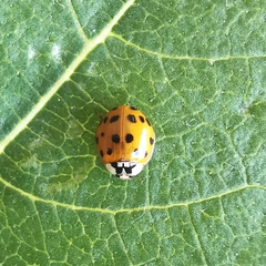 Harmonia axyridis