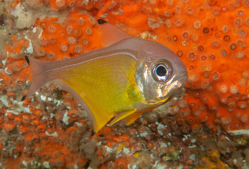 Blacktip sweeper (Pempheris affinis) — Pempheridae — 2