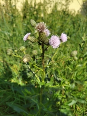 Cirsium arvense