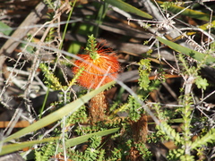 Melaleuca sparsa
