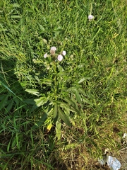 Cirsium arvense