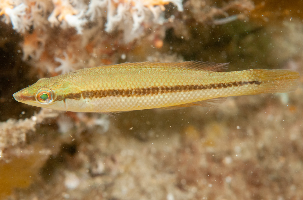 Ground mullet (Neoodax balteatus) — Odacidae