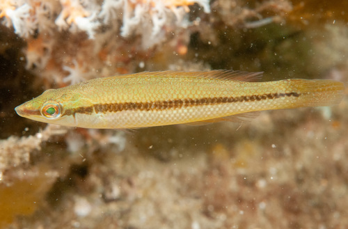 Ground mullet (Neoodax balteatus) — Odacidae