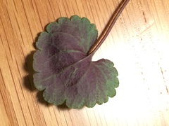 Veronica regina-nivalis