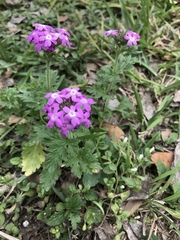 Glandularia polyantha