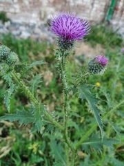 Carduus crispus