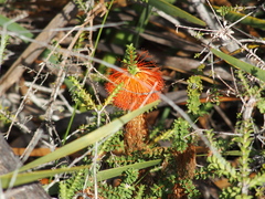 Melaleuca sparsa