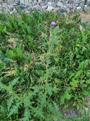 Carduus crispus