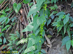 Dioscorea collettii