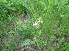 Astragalus uliginosus