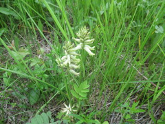 Astragalus uliginosus