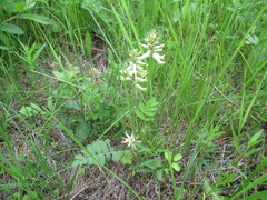 Astragalus uliginosus