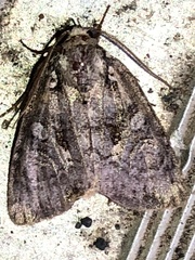 Homophoberia apicosa
