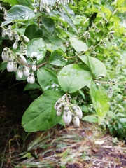 Deutzia pulchra