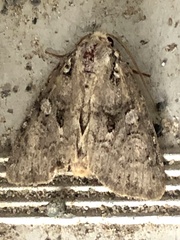 Homophoberia apicosa