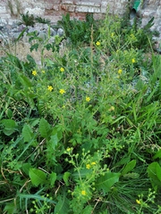 Potentilla argentea
