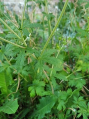 Potentilla argentea
