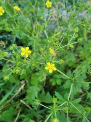 Potentilla argentea