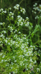 Galium pseudorivale