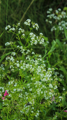 Galium pseudorivale