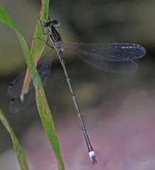 Lestes australis