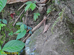 Diploderma polygonatum xanthostomum