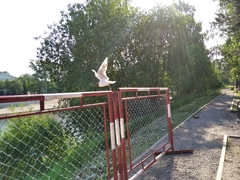 Chroicocephalus ridibundus