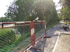 Chroicocephalus ridibundus