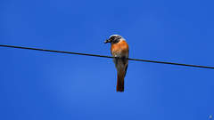 Phoenicurus phoenicurus