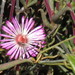 Lampranthus spiniformis - Photo (c) Kamogelo Solomon Modimola, algunos derechos reservados (CC BY-NC), subido por Kamogelo Solomon Modimola