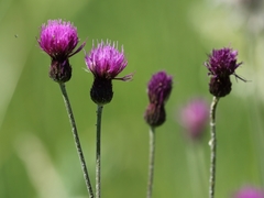 Cirsium pannonicum