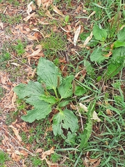 Plantago major