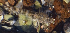 Favonigobius lateralis