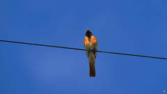 Phoenicurus phoenicurus