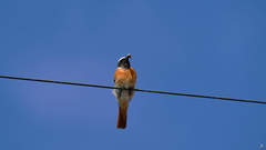 Phoenicurus phoenicurus