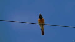 Phoenicurus phoenicurus