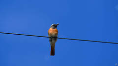 Phoenicurus phoenicurus