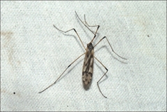 Paralimnophila