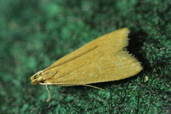 Helcystogramma rufescens