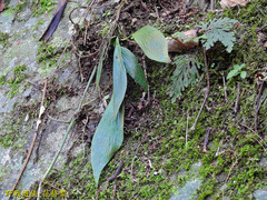 Antrophyum formosanum