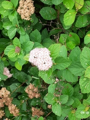 Spiraea