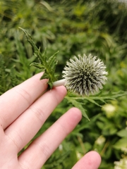 Echinops exaltatus