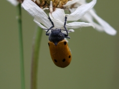 Lachnaia sexpunctata