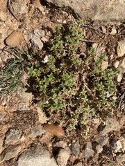 Arenaria vitoriana