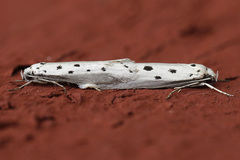 Ethmia terminella